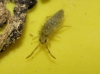 Entomobrya Castellon-Cerda