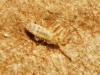 Entomobrya Teruel-Cerda