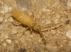Entomobrya nicoleti
