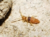 Entomobrya nigrocincta