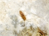 Entomobrya
