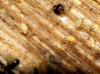 Sminthurides aquaticus