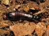 Euborellia moesta (Gn, 1837)