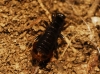 Euborellia moesta (Gn, 1837)