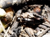 Euborellia moesta (Gn, 1837)