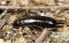 Euborellia moesta (Gn, 1837)