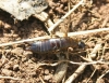 Euborellia moesta (Gn, 1837)