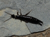 Euborellia moesta (Gn, 1837)