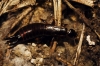 Euborellia moesta (Gene 1839)