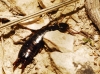 Euborellia moesta (Gene 1839)
