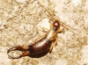 Forficula auricularia Linnaeus, 1758