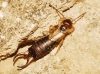 Forficula auricularia Linnaeus, 1758