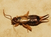 Forficula auricularia Linnaeus, 1758