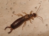 Forficula auricularia Linnaeus, 1758
