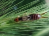Forficula auricularia Linnaeus, 1758