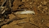 Forficula auricularia Linnaeus, 1758