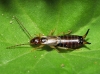 Forficula auricularia Linnaeus, 1758