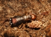 Mesochelidura bolivari (Dubrony, 1878)