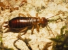 Mesochelidura bolivari (Dubrony, 1878)