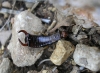 Mesochelidura bolivari (Dubrony, 1878)