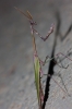 Empusa pennata (Thunberg, 1815)
