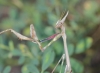 Empusa pennata (Thunberg, 1815)