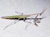 Empusa pennata (Thunberg, 1815)