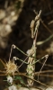 Empusa pennata