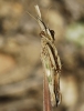 Empusa pennata