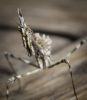 Empusa pennata