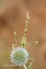 Empusa pennata