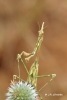 Empusa pennata