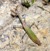 Empusa pennata