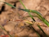 Empusa pennata