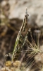 Empusa pennata