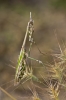 Empusa pennata