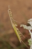 Empusa pennata