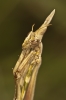Empusa pennata