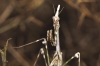 Empusa pennata