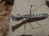 Geomantis larvoides Pantel, 1896