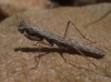 Geomantis larvoides Pantel, 1896