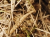 Geomantis larvoides Pantel, 1896