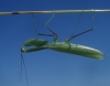 Mantis religiosa (Linnaeus, 1758)
