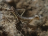 Mantis religiosa (Linnaeus, 1758)