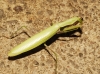 Mantis religiosa (Linnaeus, 1758)