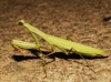 Mantis religiosa (Linnaeus, 1758)
