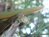 Mantis religiosa (Linnaeus, 1758)