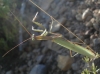 Mantis religiosa (Linnaeus, 1758)