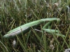 Mantis religiosa (Linnaeus, 1758)