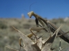 Mantis religiosa (Linnaeus, 1758)